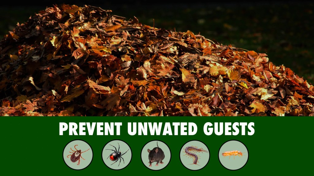 Leaf removal helps prevent pests and improves lawn health and safety in St. Charles County, Missouri